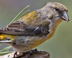 Foto: Red crossbill