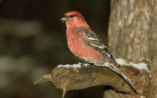 Foto: Pine grosbeak