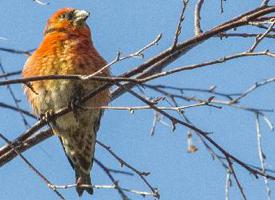 Foto: Parrot crossbill