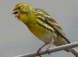 Foto: European serin