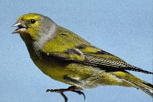 Foto: Citril finch