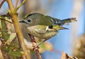 Foto: Goldcrest