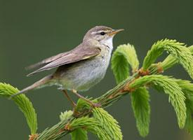 Foto: Willow warbler