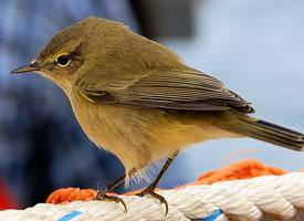 Foto: Common chiffchaff