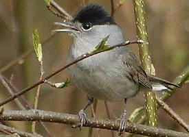 Foto: Eurasian blackcap