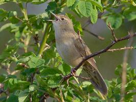 Foto: Common grasshopper warbler