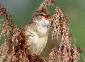 Foto: Marsh warbler