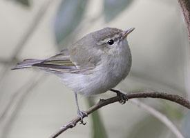 Foto: Greenish warbler