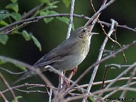 Foto: River warbler