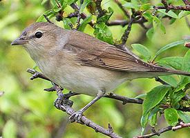 Foto: Garden warbler