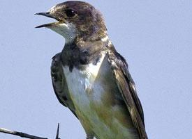 Foto: Banded martin