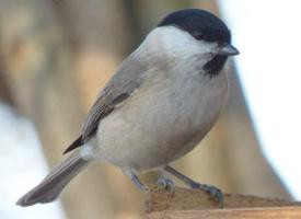 Foto: Marsh tit