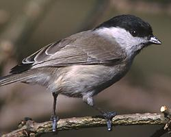 Foto: Willow tit