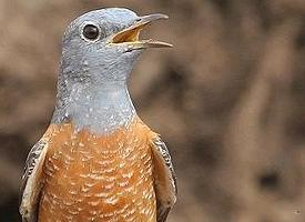 Foto: Common rock thrush