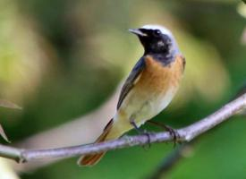 Foto: Black redstart