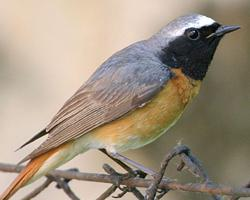 Foto: Common redstart