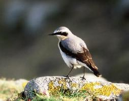 Foto: Northern wheatear