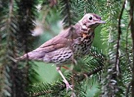 Foto: Mistle thrush