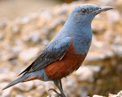 Foto: Blue rock thrush