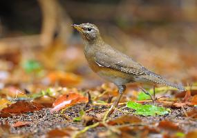 Foto: Eyebrowed thrush