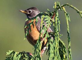 Foto: American robin