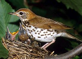 Foto: Wood thrush