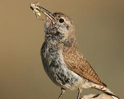 Foto: Rock wren