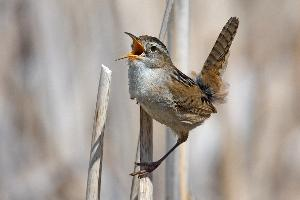 Foto: Marsh wren