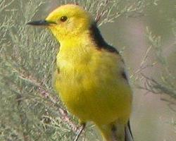 Foto: Citrine wagtail