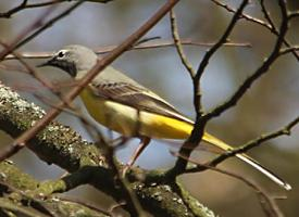 Foto: Grey wagtail