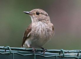 Foto: Tree pipit