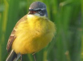 Foto: Western yellow wagtail