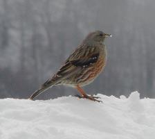 Foto: Alpine accentor