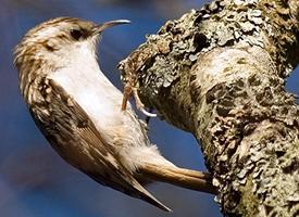 Foto: Eurasian treecreeper