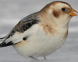 Foto: Snow bunting