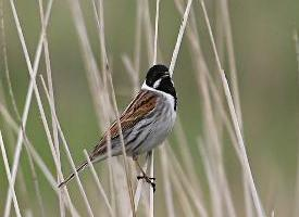 Foto: Common reed bunting