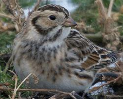 Foto: Lapland longspur