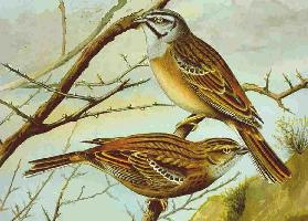 Foto: Rock bunting