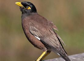 Foto: Common myna