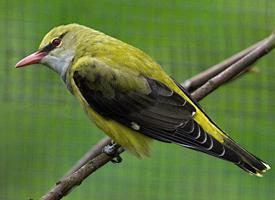 Foto: Eurasian golden oriole