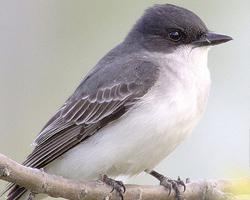 Foto: Eastern kingbird