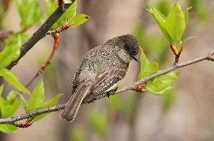 Foto: Eastern phoebe