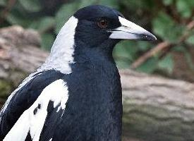 Foto: Australian magpie