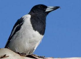 Foto: Pied butcherbird