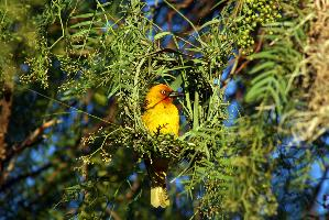 Foto: Southern red bishop