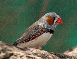 Foto: Australian zebra finch