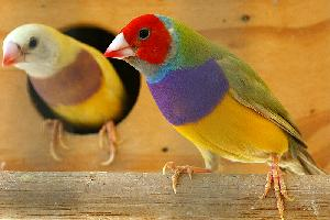 Foto: Gouldian finch