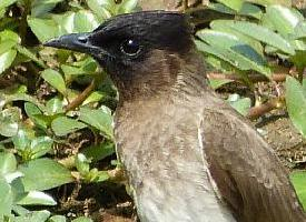 Foto: Common bulbul