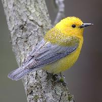 Foto: Prothonotary warbler