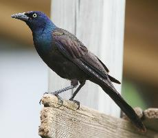 Foto: Common grackle